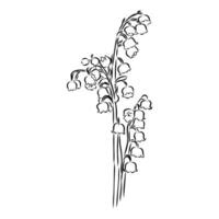 lily of the valley vector sketch