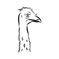 ostrich vector sketch