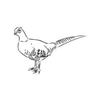 pheasant vector sketch