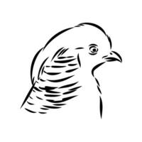 pheasant vector sketch