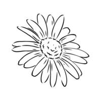 daisy flower vector sketch