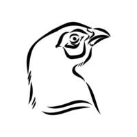 pheasant vector sketch