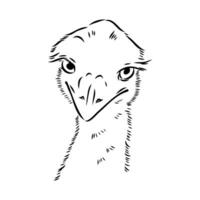 ostrich vector sketch