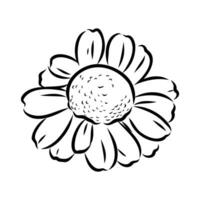 daisy flower vector sketch