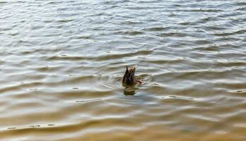 de cerca Disparo de un patos en el estanque. plumado foto