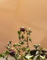 Concept shot of the background theme, wrapping paper, dried roses other flowers and other arrangements. Love photo