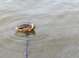 Closeup shot of a duck cleaning feathers. Wildlife photo