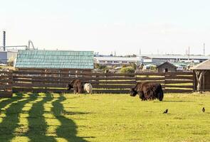 Disparo de el yak bisonte. granja foto