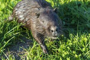 Shot of the muskrat by the bank of the river. Animal photo