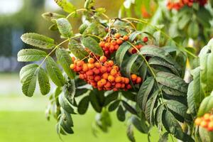 Close up shot of the rowan tree. Nature photo