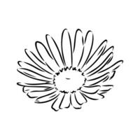 daisy flower vector sketch