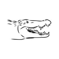 crocodile vector sketch