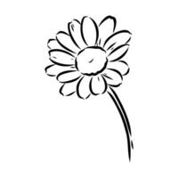 daisy flower vector sketch