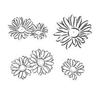 daisy flower vector sketch