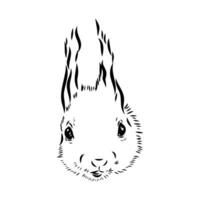 squirrel vector sketch