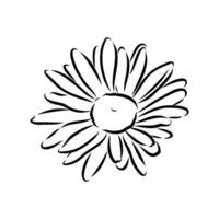 daisy flower vector sketch