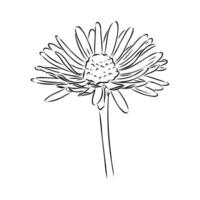 daisy flower vector sketch