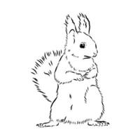 squirrel vector sketch