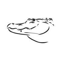 crocodile vector sketch