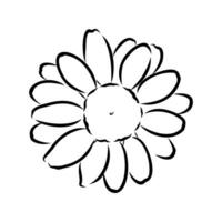 daisy flower vector sketch