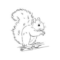 squirrel vector sketch