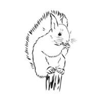 squirrel vector sketch