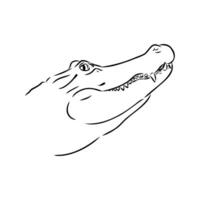 crocodile vector sketch