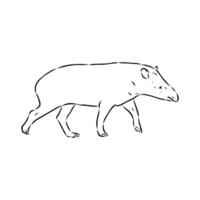 tapir vector sketch