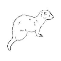 ferret vector sketch