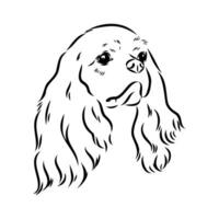 cavalier king charles dog vector sketch