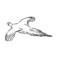 pheasant vector sketch