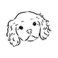 cavalier king charles dog vector sketch