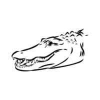 crocodile vector sketch