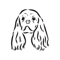 cavalier king charles dog vector sketch