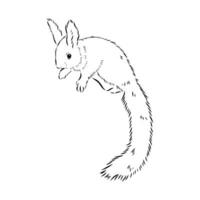 squirrel vector sketch