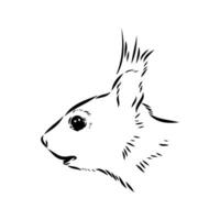 squirrel vector sketch