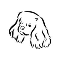 cavalier king charles dog vector sketch