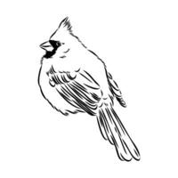 cardinal bird vector sketch