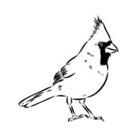 cardinal bird vector sketch