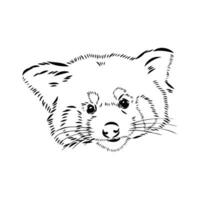 red panda vector sketch
