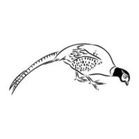 pheasant vector sketch