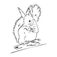 squirrel vector sketch