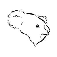 koala vector sketch