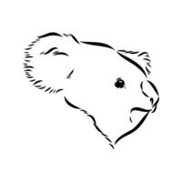 dibujo vectorial de koala vector