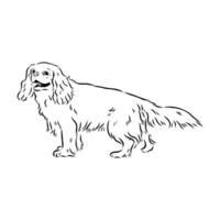 cavalier king charles dog vector sketch