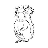 squirrel vector sketch