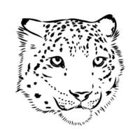 nieve leopardo vector bosquejo