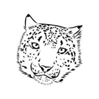 nieve leopardo vector bosquejo