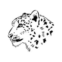 nieve leopardo vector bosquejo