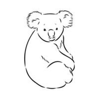 dibujo vectorial de koala vector